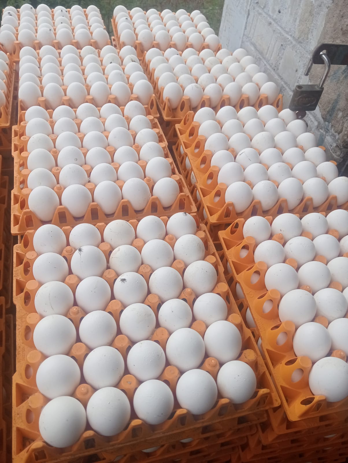 Fresh Eggs Lower Prices, 30eggs at Rs 162