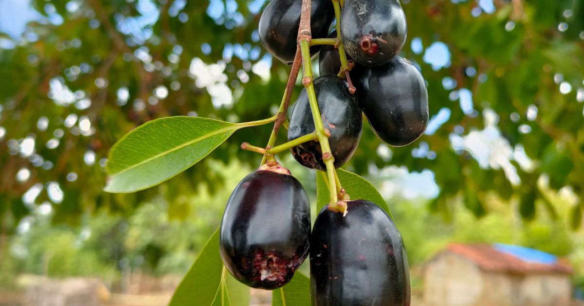 Thumbnail for jamun fruit நாவல் பழம் 900g approx