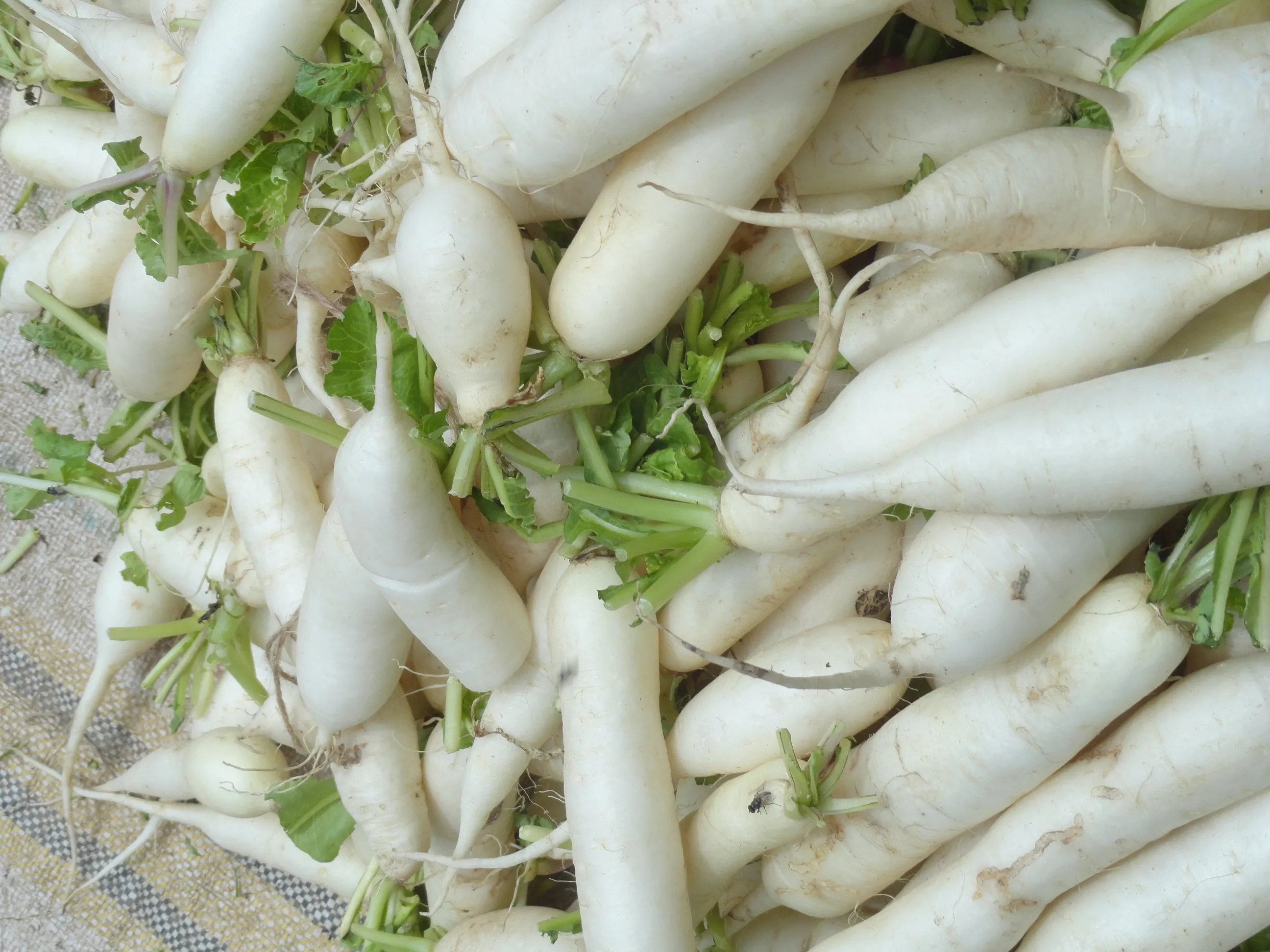 Radish 1kg