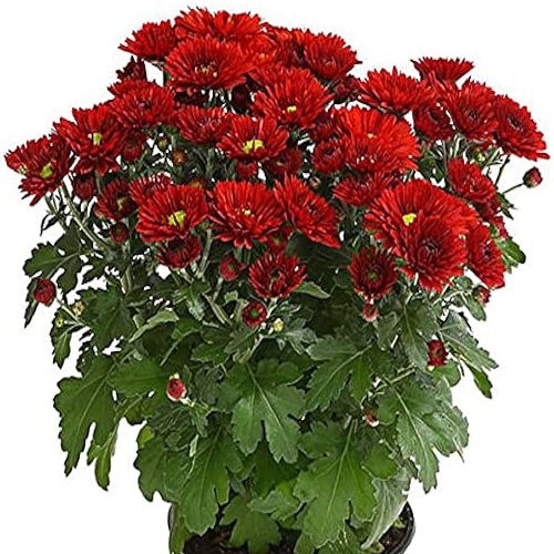 Shevanti, Chrysanthemum (Red)