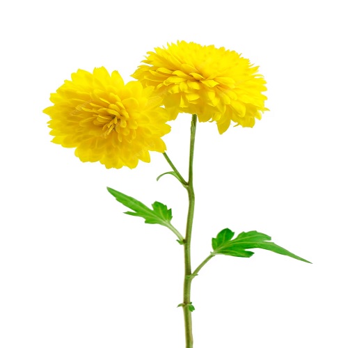 Shevanti, Chrysanthemum (Yellow)